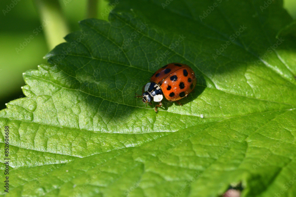 macro detail of ladybird on the green leaf macro detail of ladybird on the green leaf