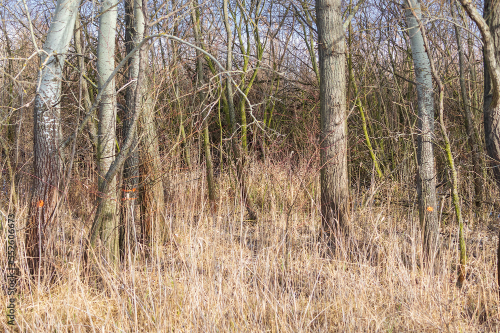 Tall tree trunks in the forest. Tall tree trunks in the forest.