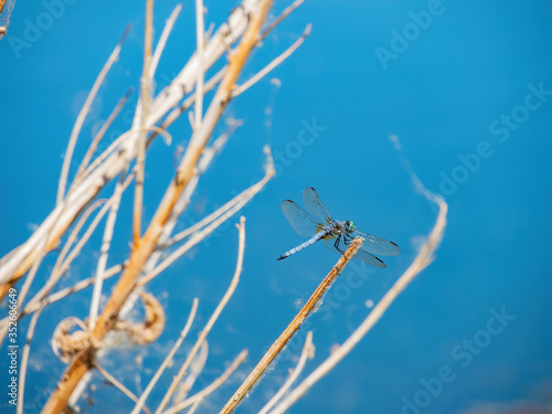 Canvas Print Close up of Blue dasher