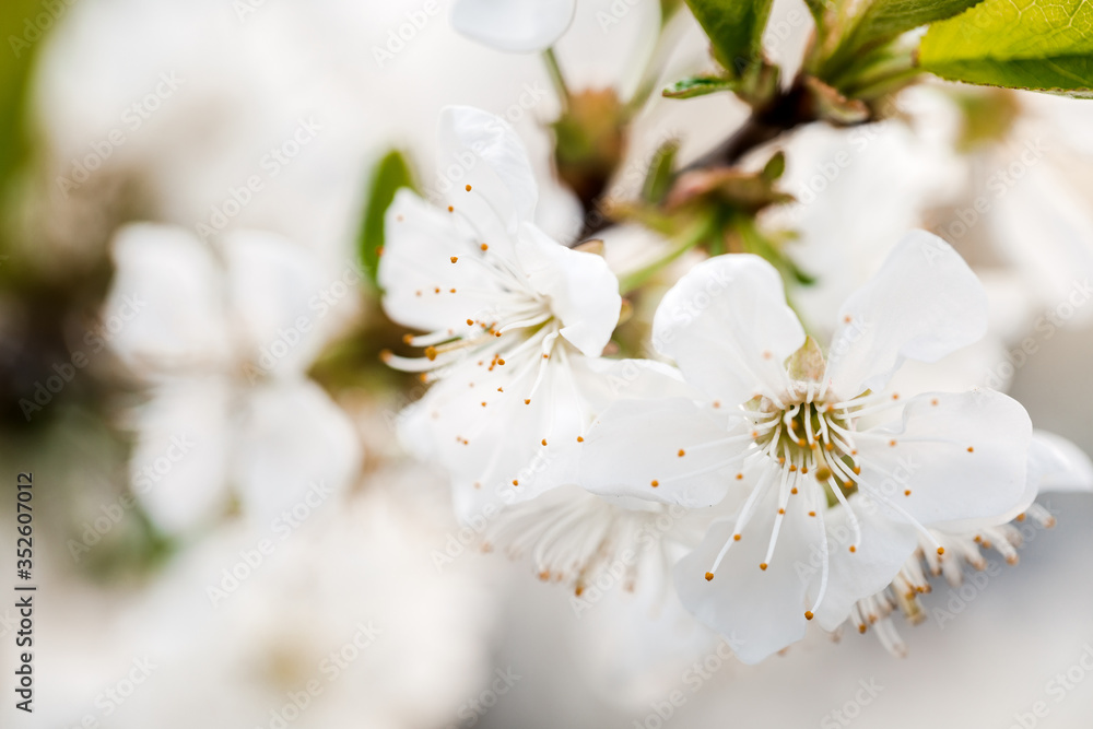 Spring blooming fruit tree. The background of the spring flowering Spring blooming fruit tree. The background of the spring flowering