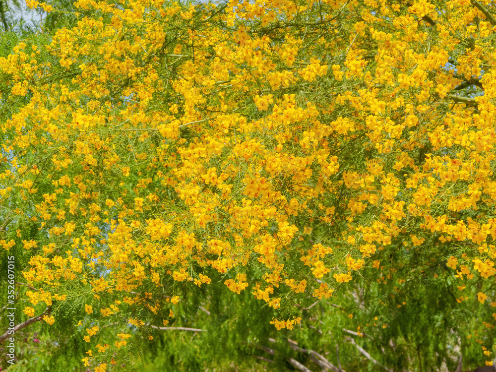 Obraz premium Sunny view of Parkinsonia florida blossom