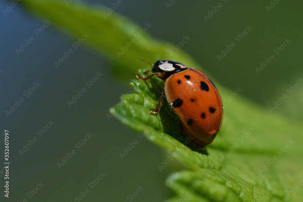 macro detail of ladybird on the green leaf
