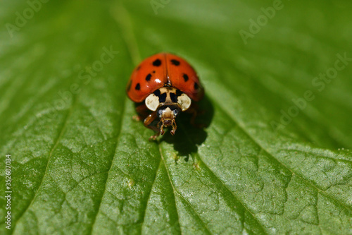 macro detail of ladybird on the green leaf © Pavol Klimek