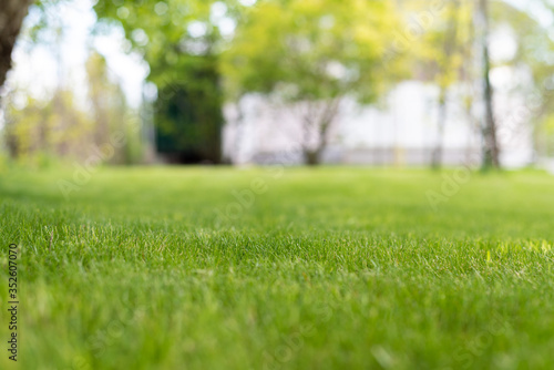 a lush green lawn with a house in the background