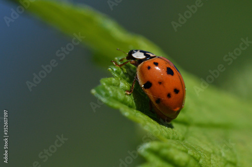 macro detail of ladybird on the green leaf
