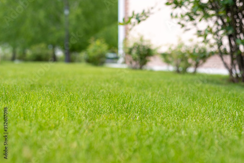 green perfect lawn in the backyard