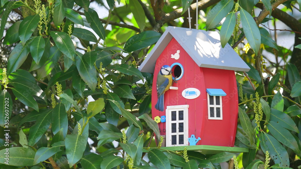 Blaumeise am Nistkasten im heimischen Garten Blaumeise am Nistkasten im heimischen Garten