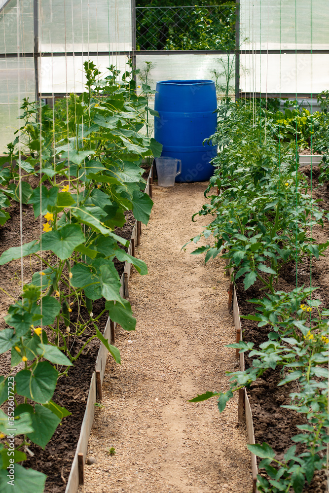 Growing cucumbers in a greenhouse Growing cucumbers in a greenhouse