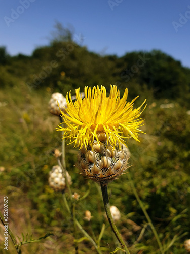 Centaurēa orientālis grows in a meadow