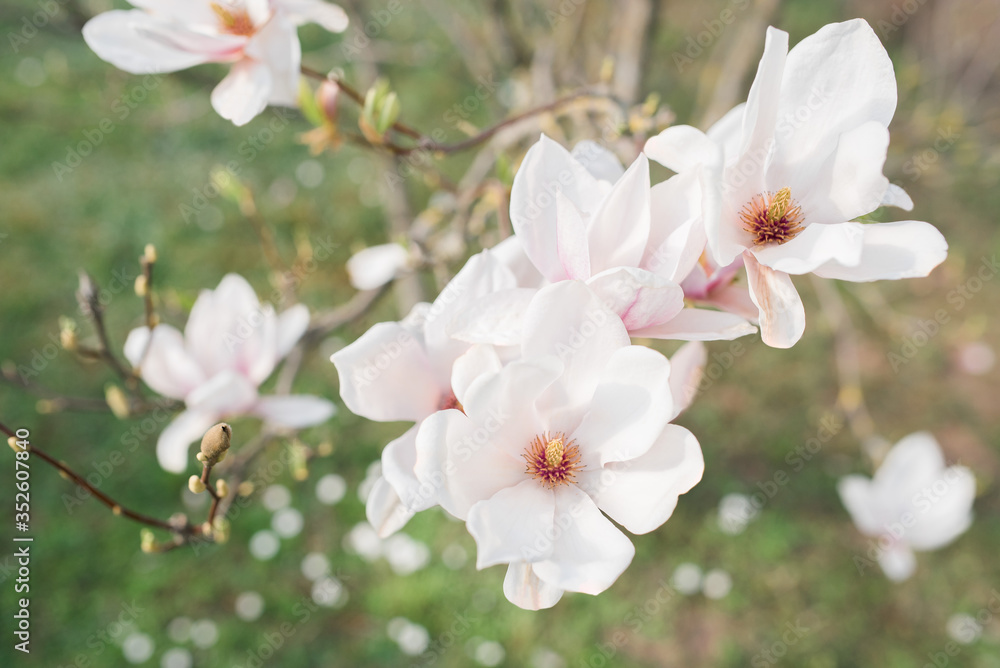 Magnolia pink white blossom tree flowers, close up branch, outdoor. Sunny day, blue sky. Motives of a spring or summer day in the city park or garden. Bright colorful flowers. Magnolia pink white blossom tree flowers, close up branch, outdoor. Sunny day, blue sky. Motives of a spring or summer day in the city park or garden. Bright colorful flowers.