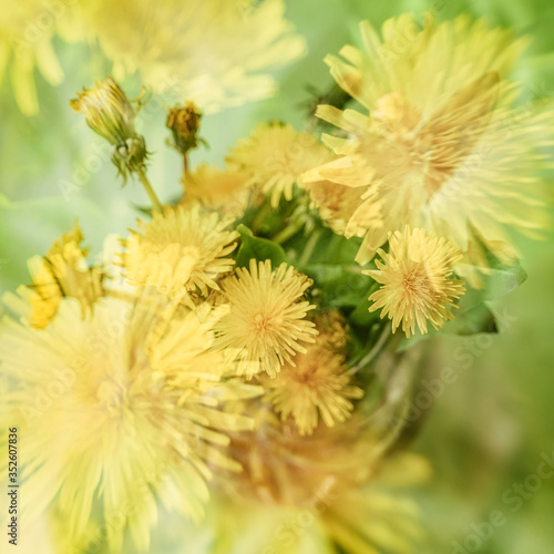 Blurred floral background, double exposure, colorful yellow dandelions. Concept of spring, holidays