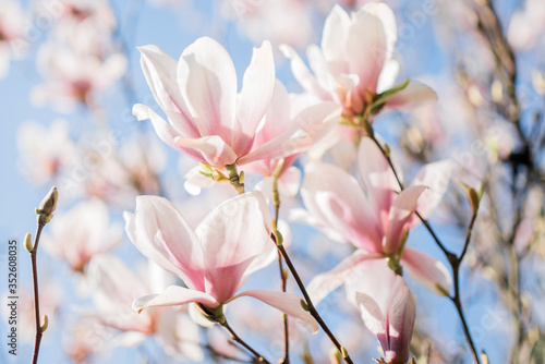 Magnolia pink white blossom tree flowers  close up branch  outdoor. Sunny day  blue sky. Motives of a spring or summer day in the city park or garden. Bright colorful flowers. 