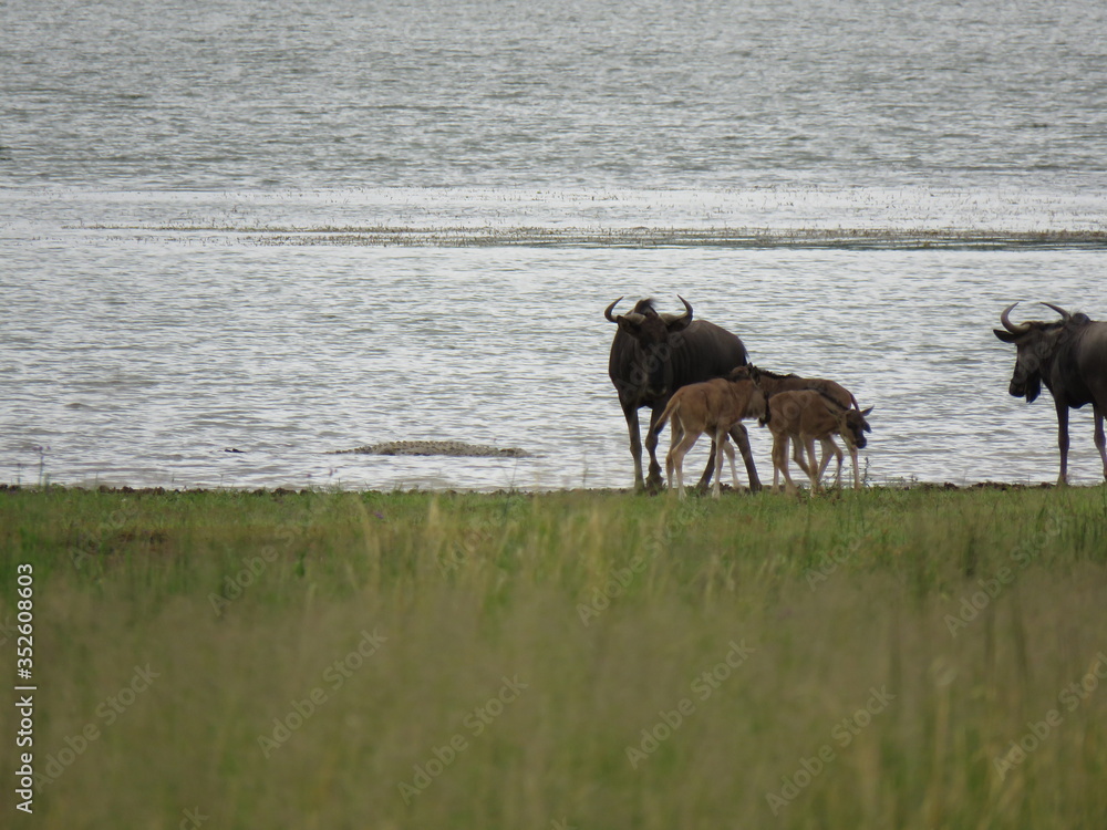 Blue wildebeest playing next to the river with crocodile in the water Blue wildebeest playing next to the river with crocodile in the water