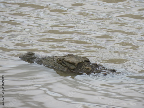 Crocodile swimming in the water 