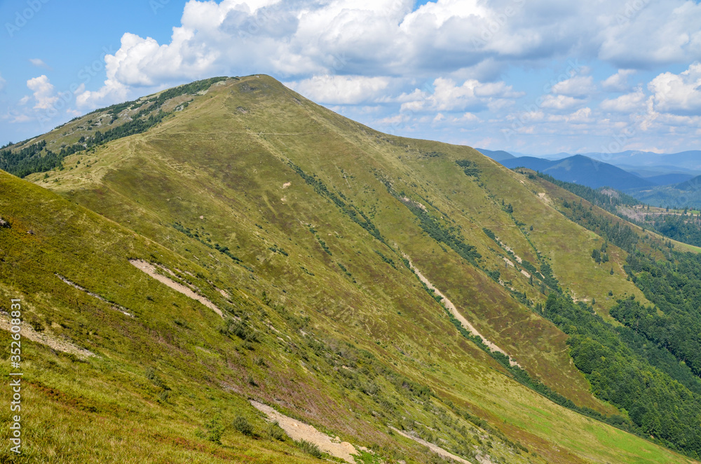 Fototapeta premium Colorful landscape of the mountain slope with multicolored grass overlooking the beautiful Carpathian mountains, Ukraine