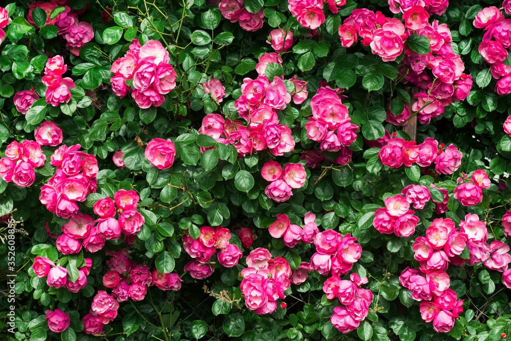 pink rose bush pink rose bush