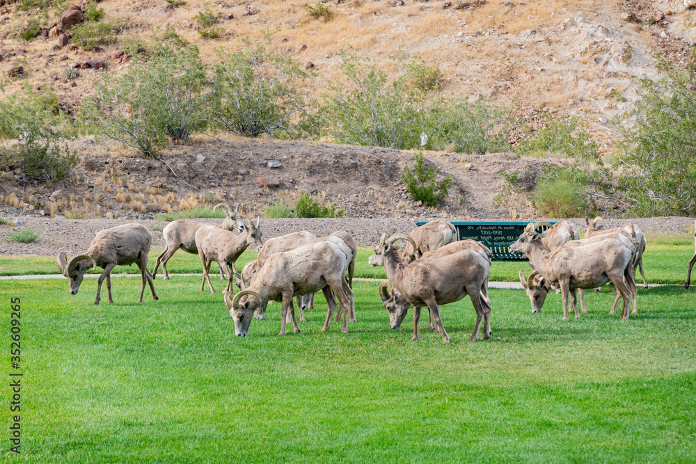 Close up shot of many Bighorn sheep eating grass in Hemenway Park Close up shot of many Bighorn sheep eating grass in Hemenway Park