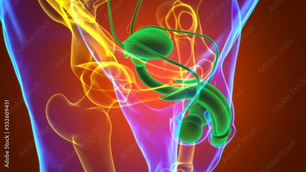 Naklejka premium Male Reproductive System Anatomy For Medical Concept 3D