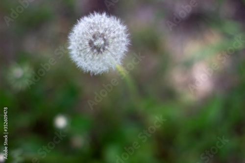 White fluffy pretty dandelion in summer