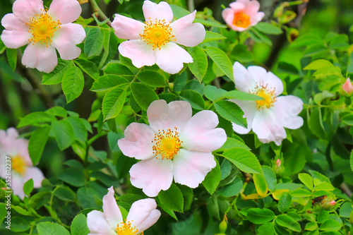 Delicate,beautiful, pale pink rosehip flowers with large yellow buds bloomed in the garden. Flowering bush Rosa majalis, Rosaceae, Wild rose - for perfumery, pharmacology, rose oil, cooking