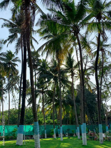 Lots of coconut trees inside the garden.