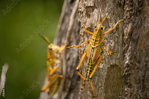Two giant Eastern Lubber Grasshoppers from Florida. © Ryan Garrett