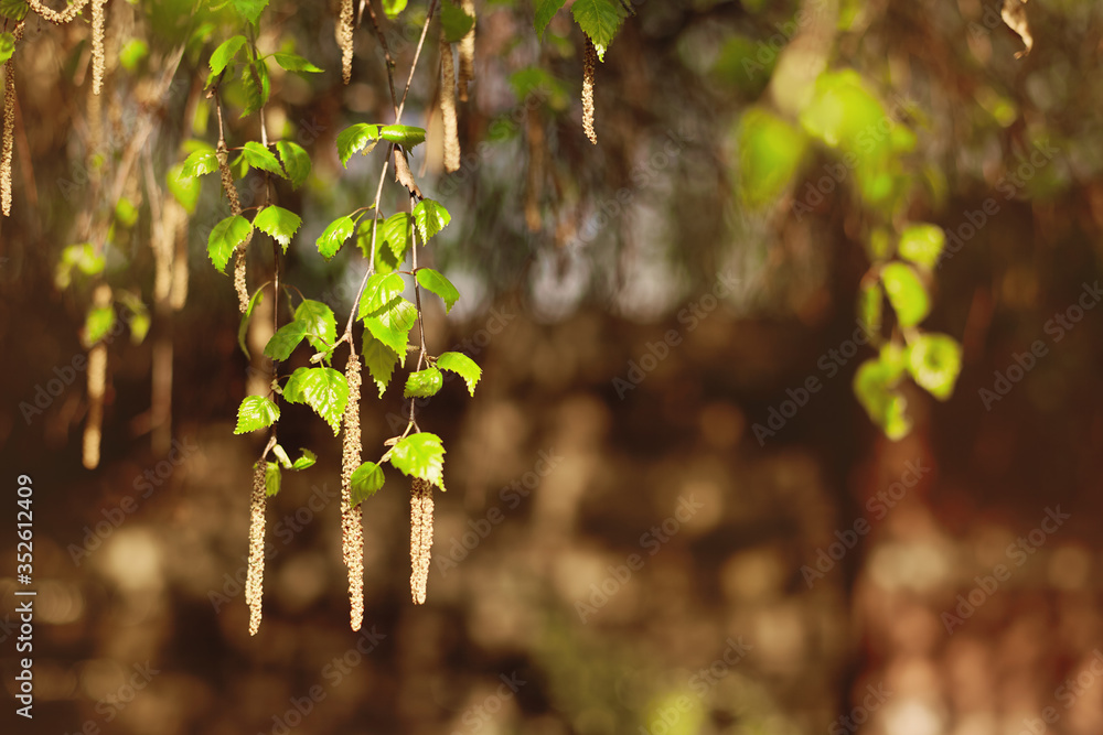 Birch branches with bright green young leaves and catkins in the spring sun. Close-up, blurry background Birch branches with bright green young leaves and catkins in the spring sun. Close-up, blurry background