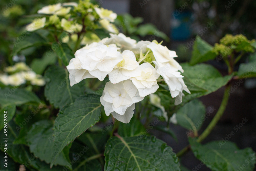 Hydrangea Hydrangea