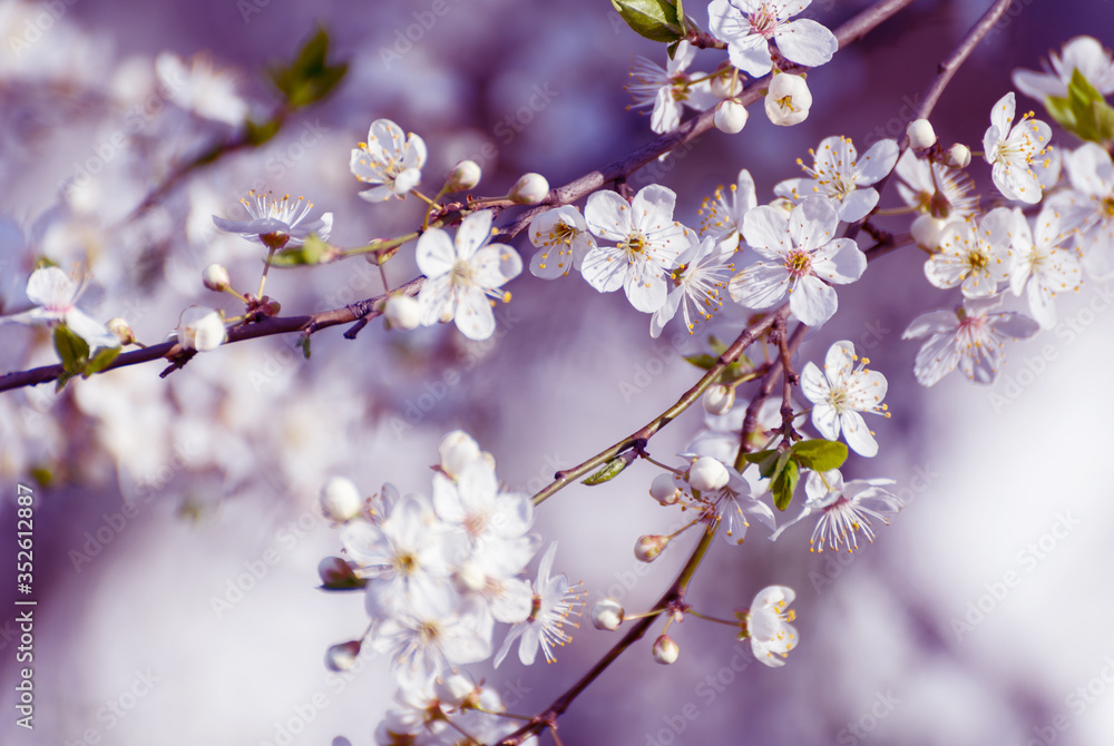 Cherry tree blossoms. White spring flowers close-up. Soft focus spring seasonal background. Cherry tree blossoms. White spring flowers close-up. Soft focus spring seasonal background.