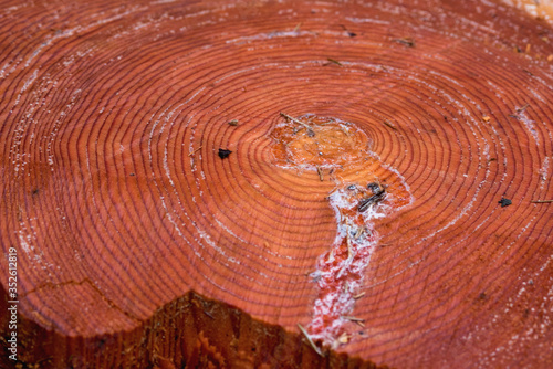 il tronco di un'albero tagliato e umido, presenta un intensa colorazione