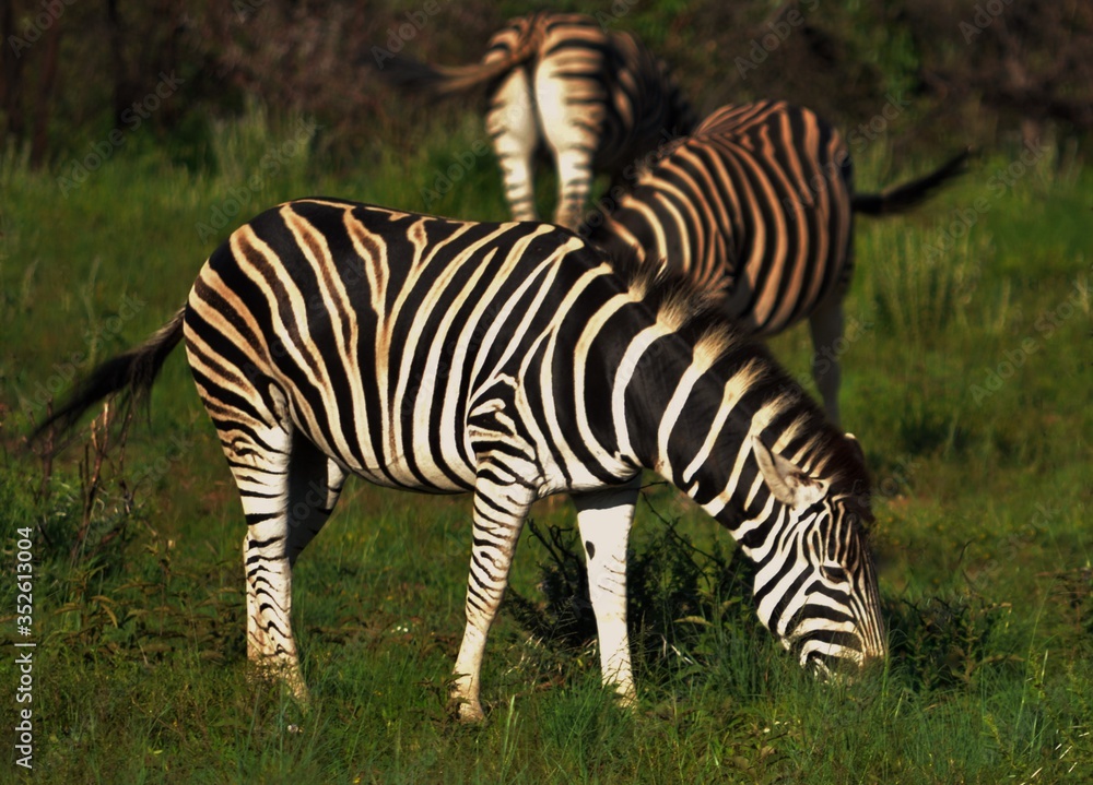 Zebra Grazing