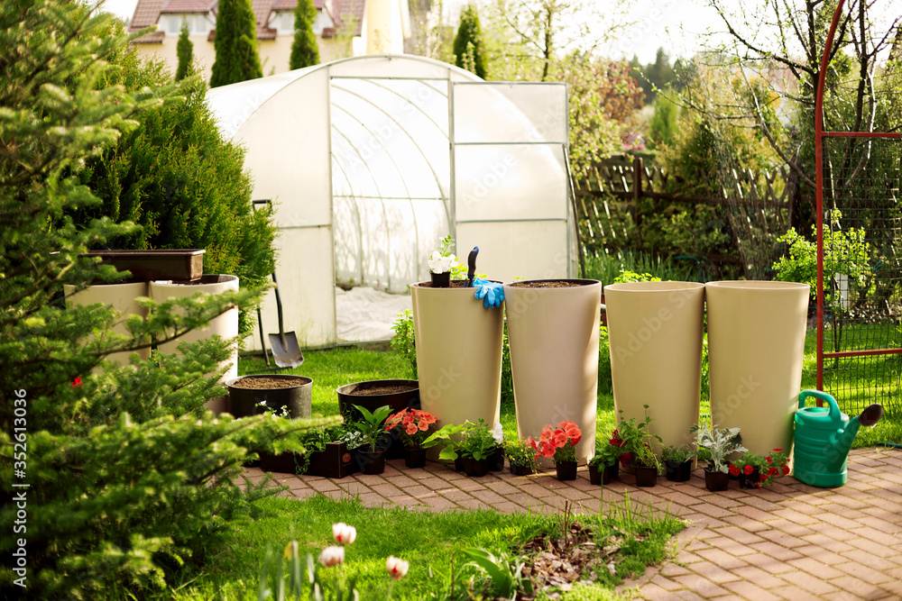 Naklejka premium Beautiful bright flowers stand near large ceramic vases on the background of the greenhouse. Plants are prepared for transplanting. A small shovel and gloves lie on the edge of the vase