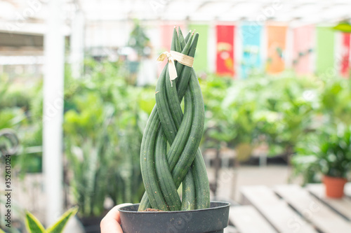 Sansevieria/Snake Plant photo