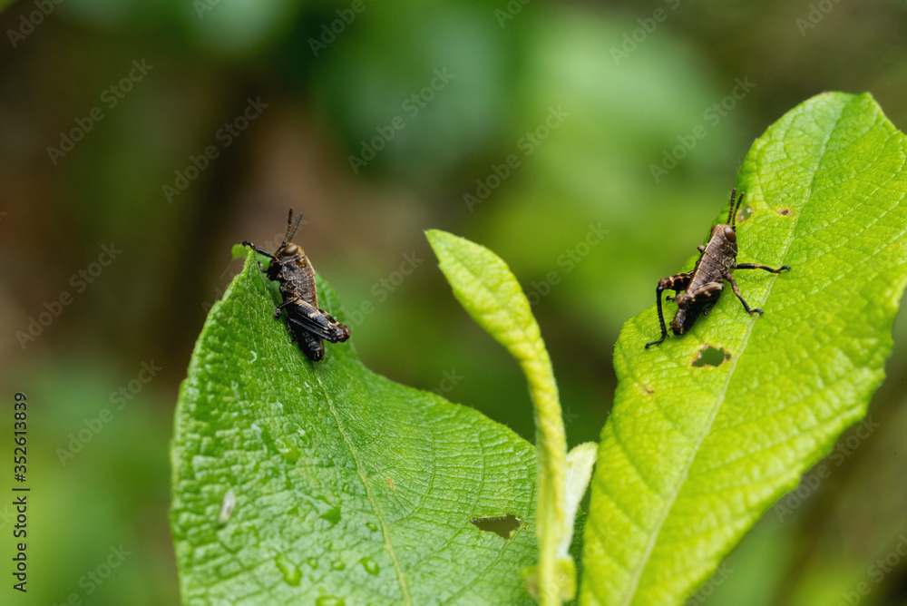 piccola cavalletta si prepara ad iniziare una nuova giornata piccola cavalletta si prepara ad iniziare una nuova giornata