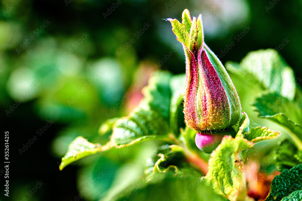 Nahaufnahme einer Wildrose