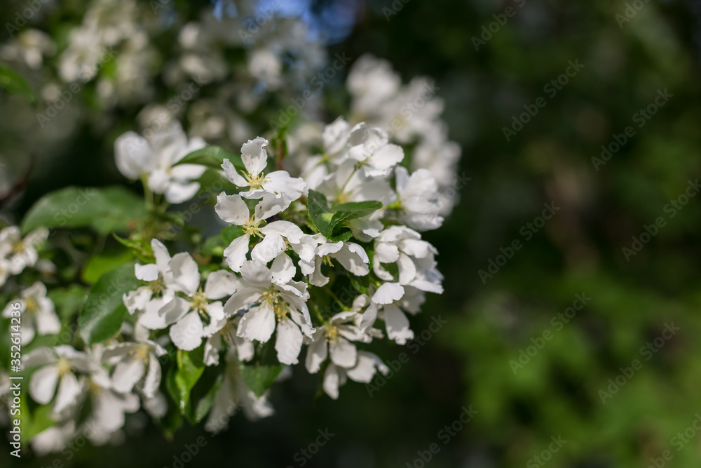 Blooming branch of an Apple tree in spring Blooming branch of an Apple tree in spring