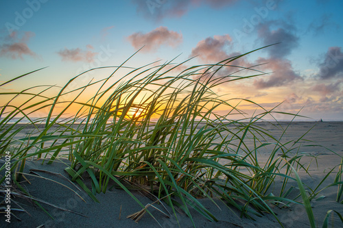 Grass on the beach at sunset