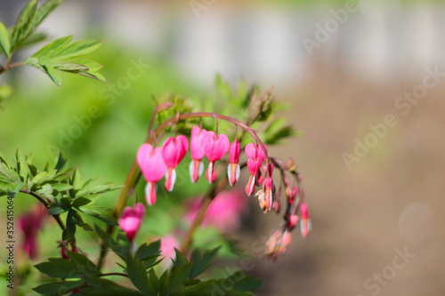 pink and white flowers