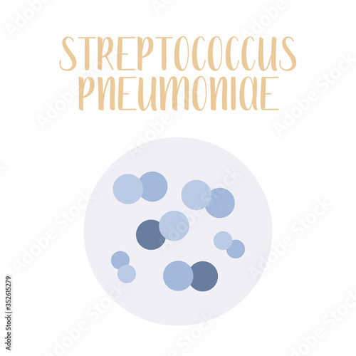 Streptococcus Pneumoniae, Pneumococcus, pathogen. Spherical, gram-positive bacteria. Morphology. Microbiology. Vector flat illustration photo