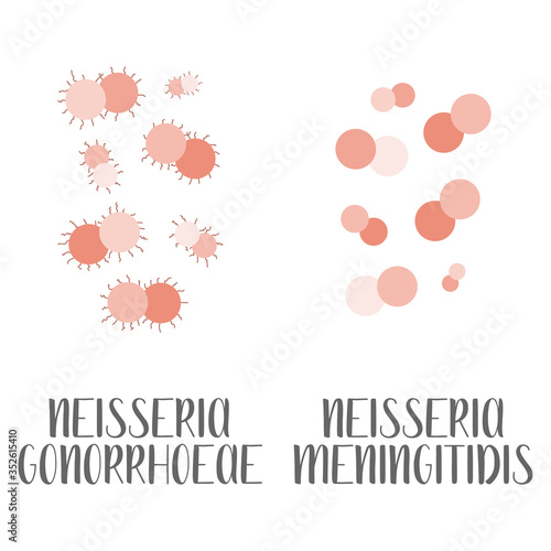 Neisseria Gonorrhoeae, Neisseria Meningitidis, pathogen. Spherical, gram-negative bacteria. Morphology. Microbiology. Vector flat illustration