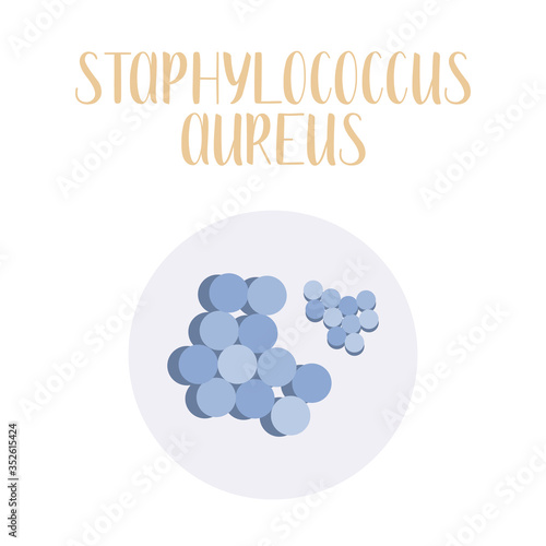 Staphylococcus Aureus, pathogen. Spherical, gram-positive bacteria. Morphology. Microbiology. Vector flat illustration
