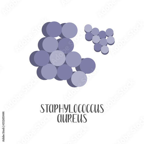 Staphylococcus Aureus, pathogen. Spherical, gram-positive bacteria. Morphology. Microbiology. Vector flat illustration
