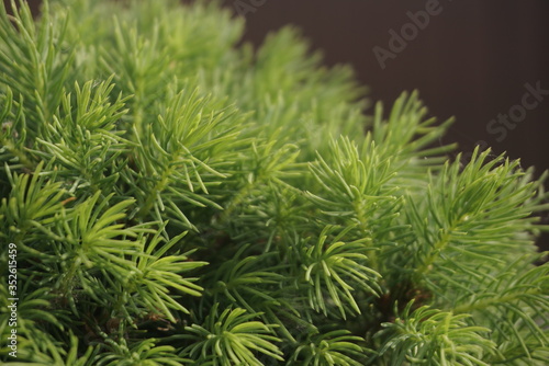 young coniferous branches close up