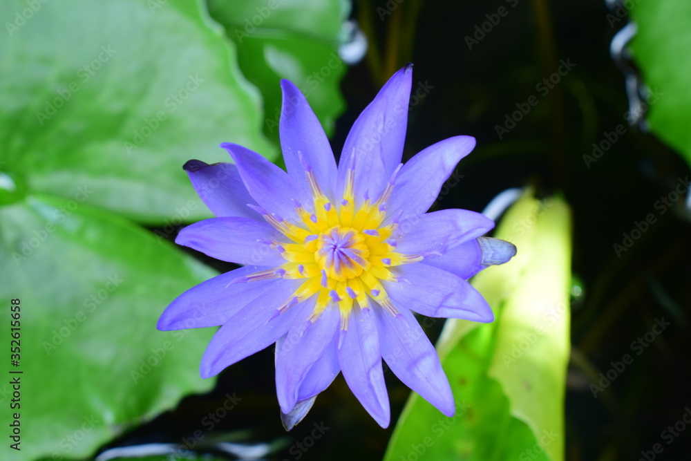 Purple lotus flower in the garden
Purple lotus flower in the garden
