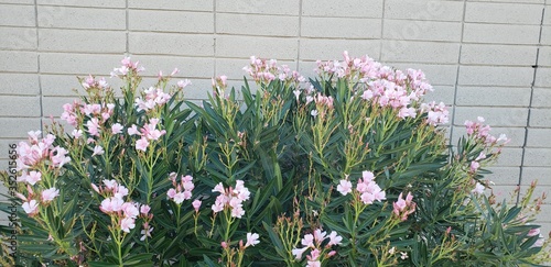 Light pink Oleander bush with green stems in morning light set against a gray wall.