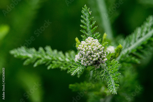 a Bud of still unopened yarrow close up with a blurred background