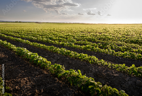 Open soybean field at sunset.