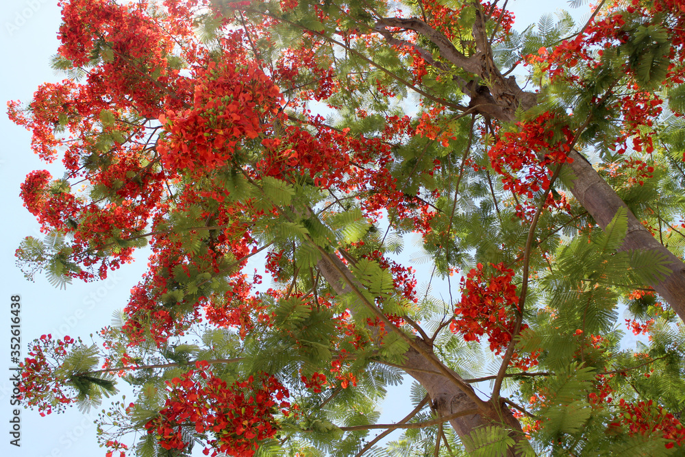 Photography tree with orange flowers Photography tree with orange flowers