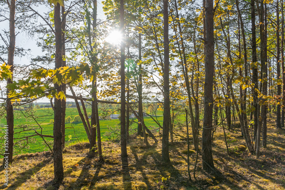 Obraz premium Summer forest landscape. Nature. Sunny day in deep forest.