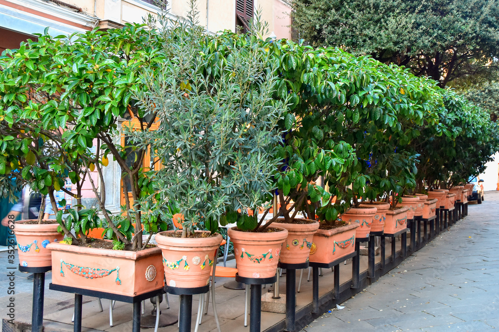 Ficuses in ceramic pots in January on the streets of Savona, Liguria, Italy